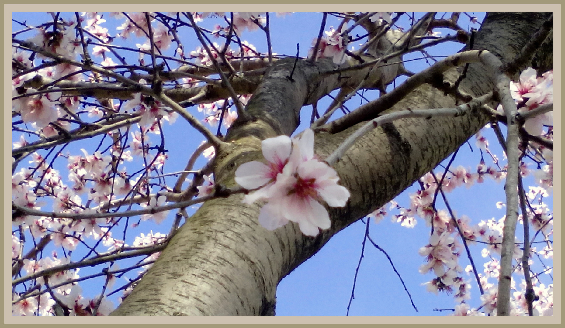 Almendro en flor 