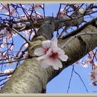 Almendro en flor 