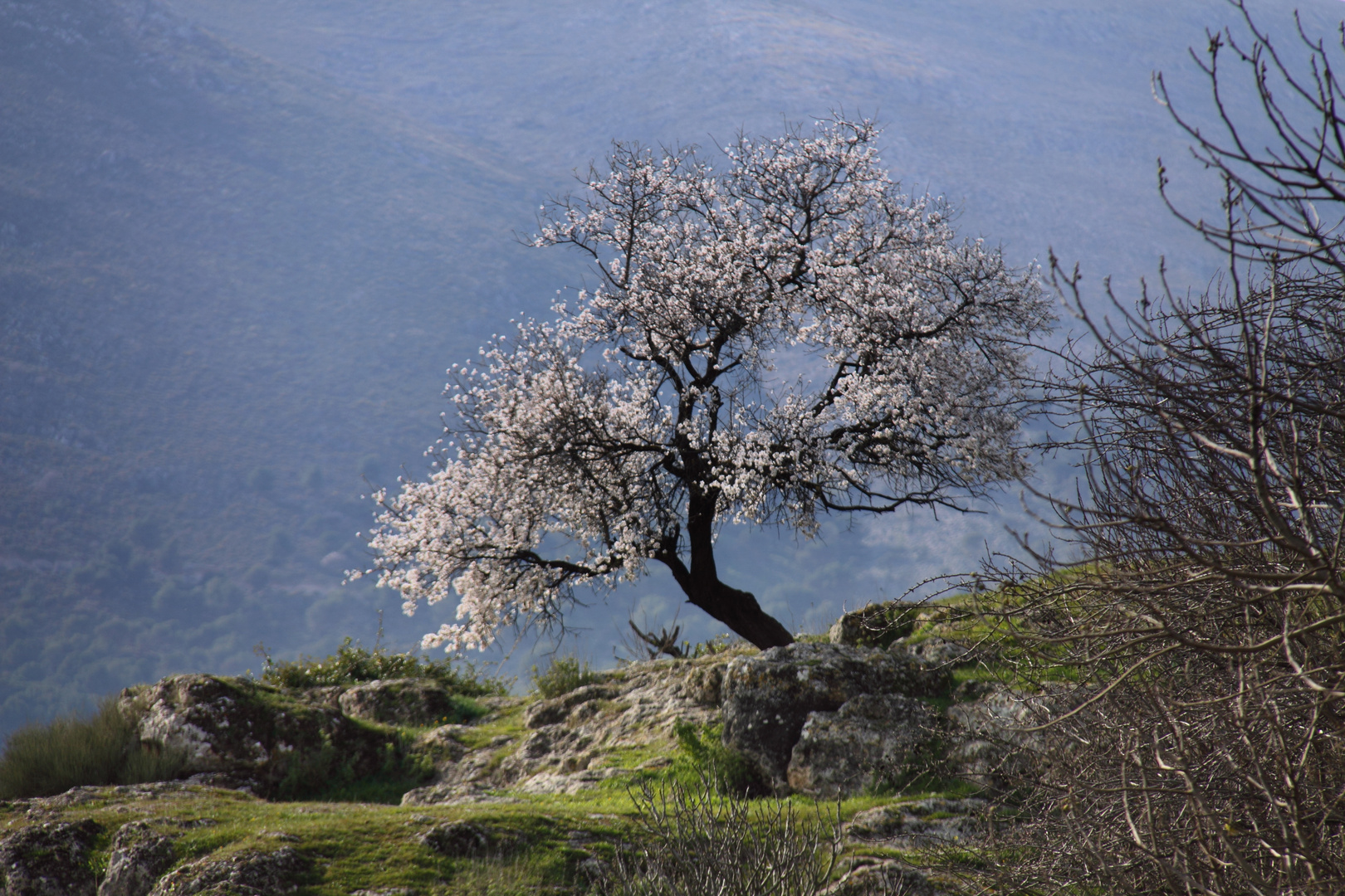 almendro en la esperanza de loja