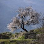 almendro en la esperanza de loja