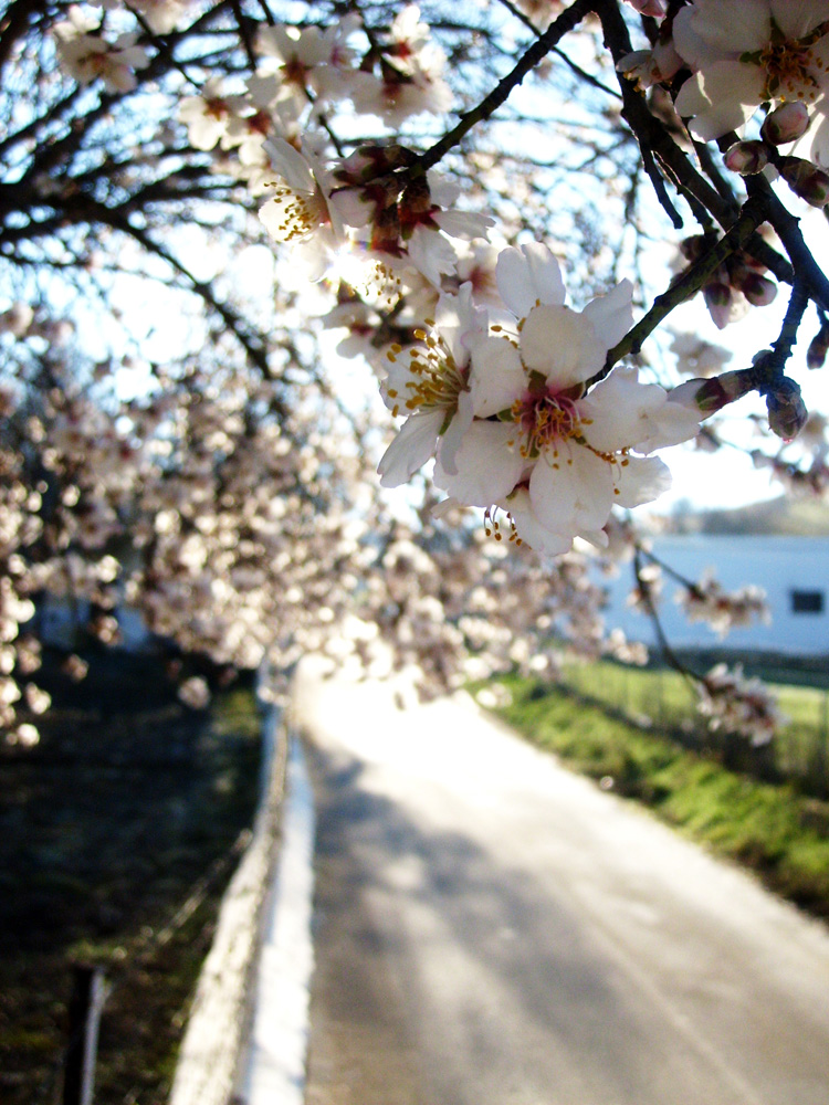 Almendro floreciendo