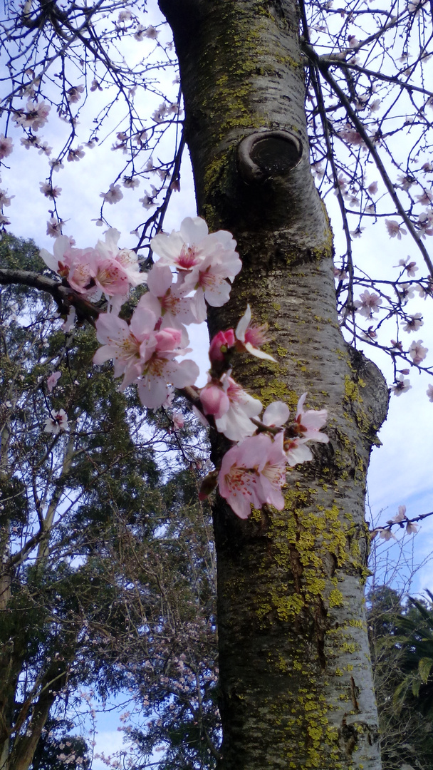 Almendro y flores 