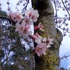 Almendro y flores 