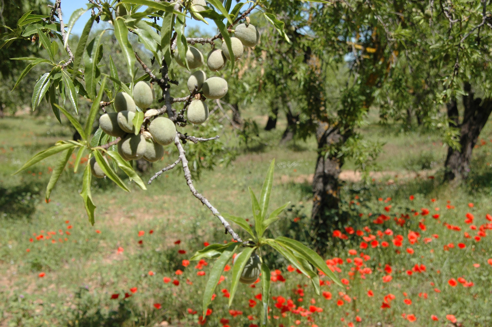 Almendrones