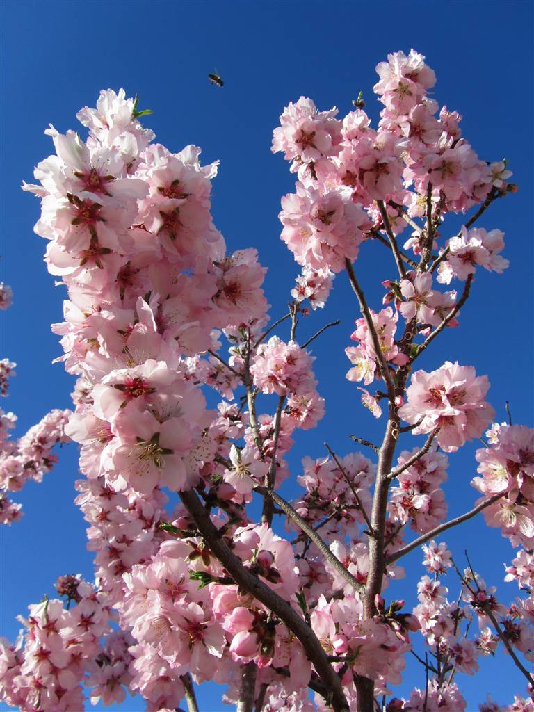 Almendros