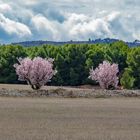 Almendros