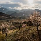 Almendros