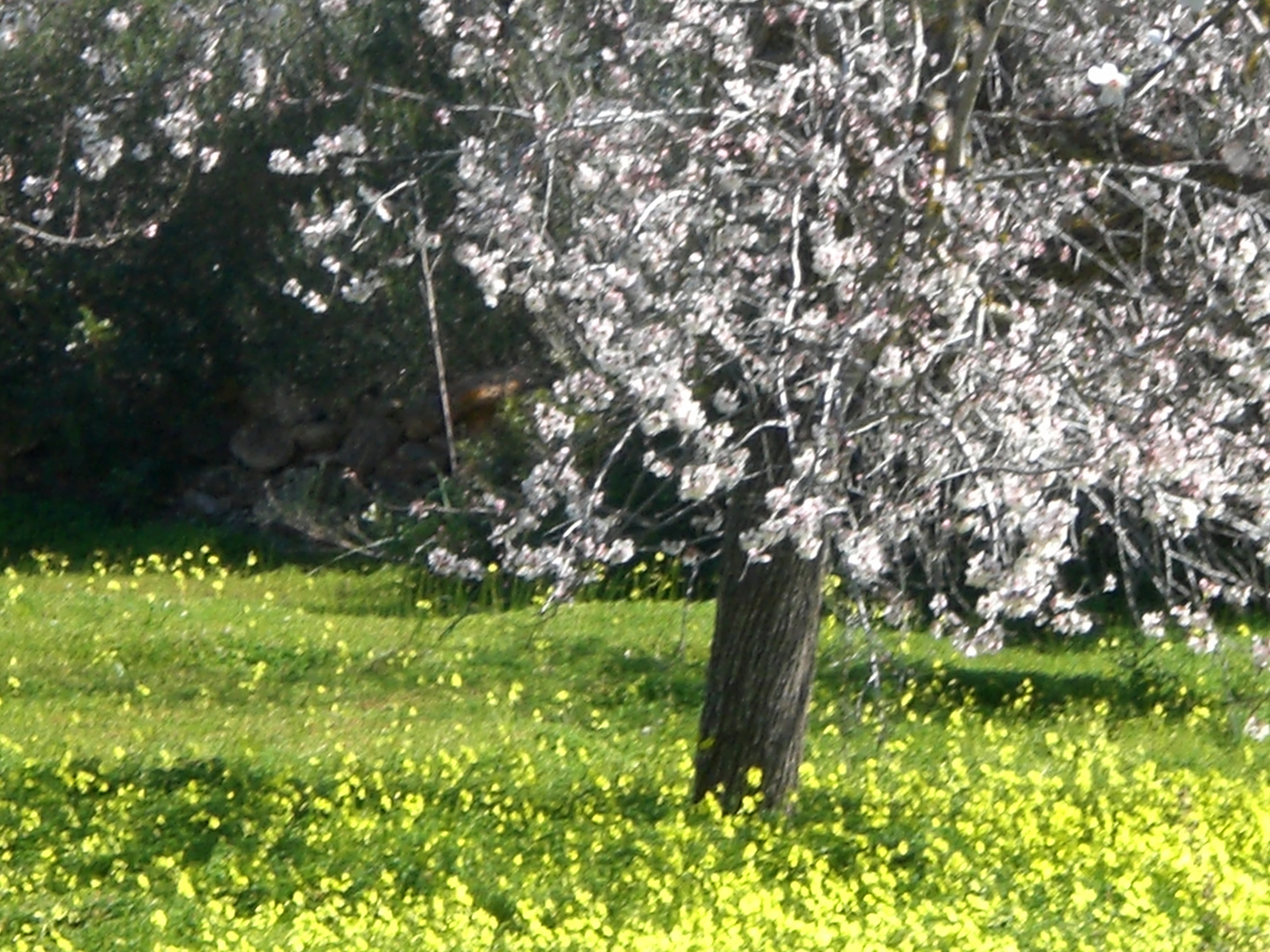 Almendros (baleares)