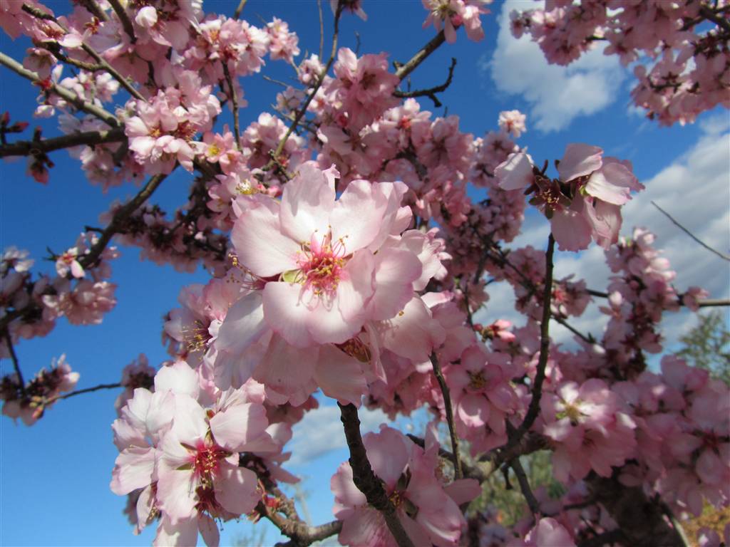 almendros