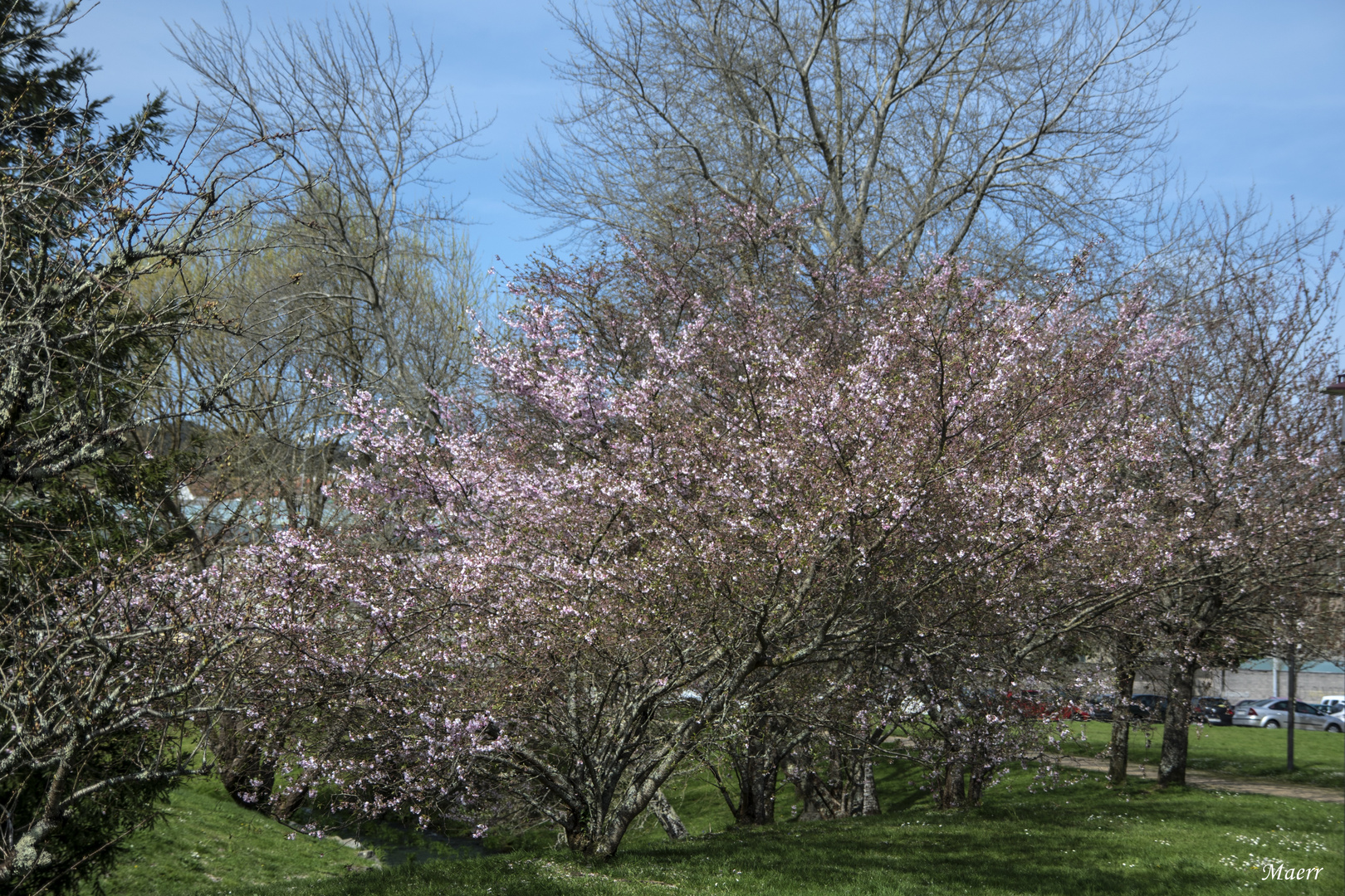 Almendros comenzando a florecer