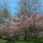 Almendros comenzando a florecer