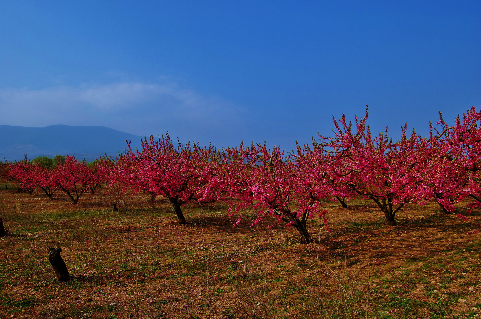 Almendros