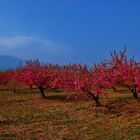 Almendros