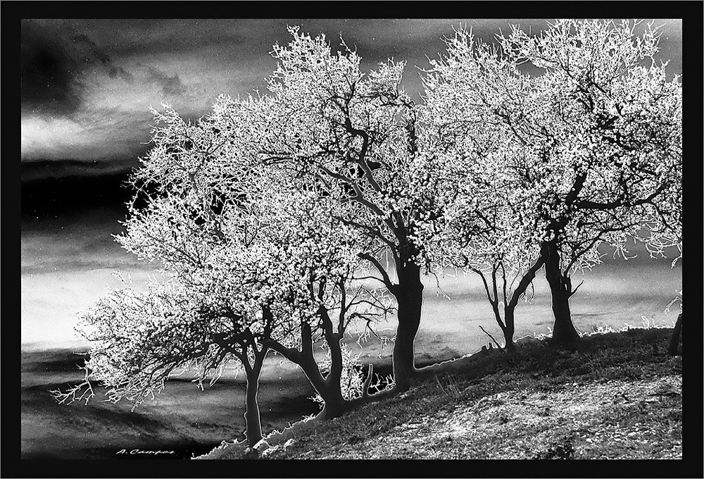 Almendros de Algar