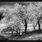 Almendros de Algar