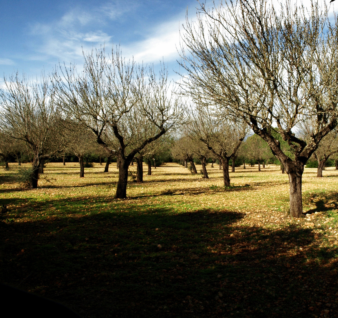 Almendros del otoño mallorquín