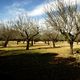 Almendros del otoo mallorqun