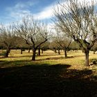 Almendros del otoño mallorquín