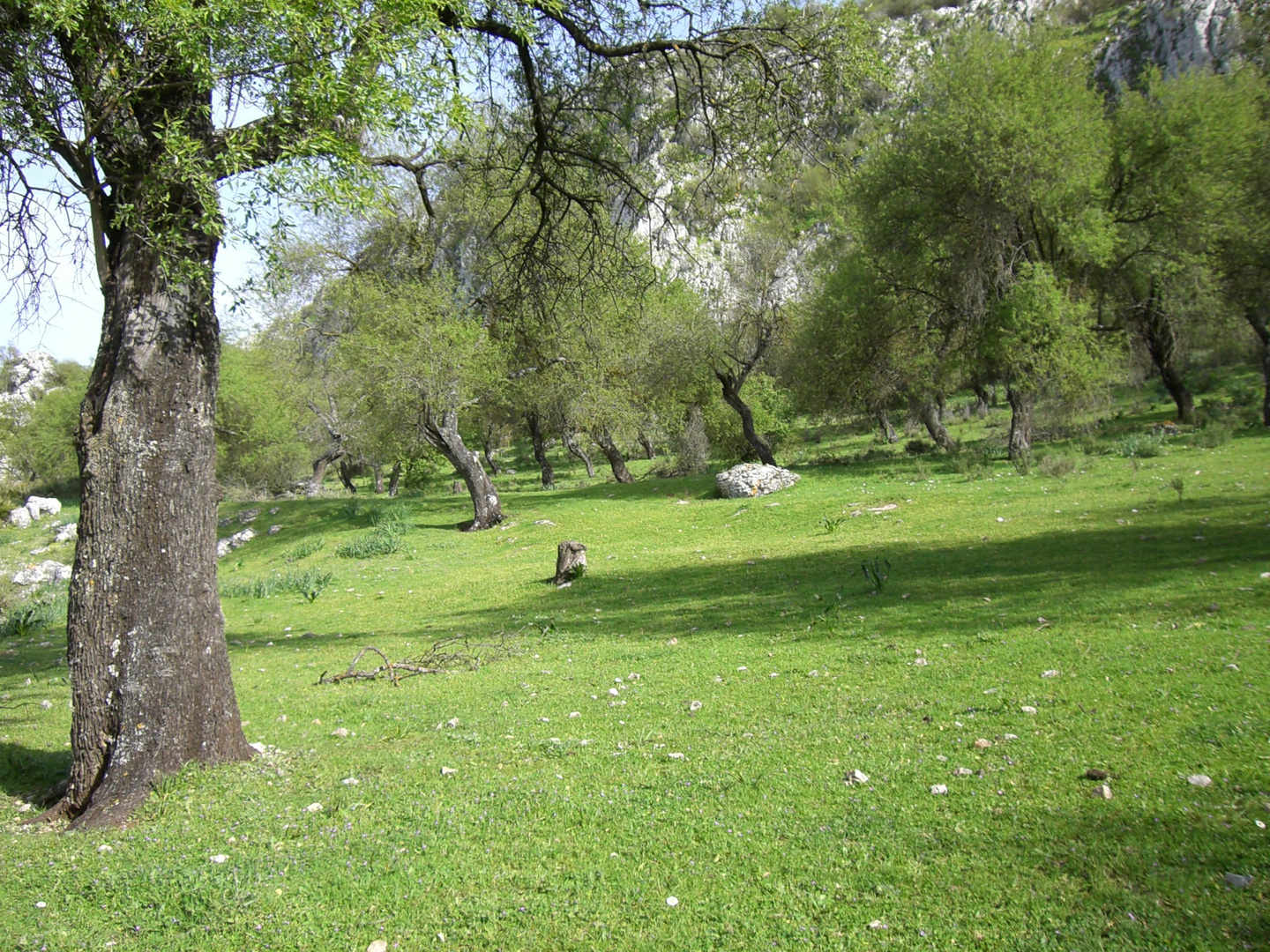 Almendros