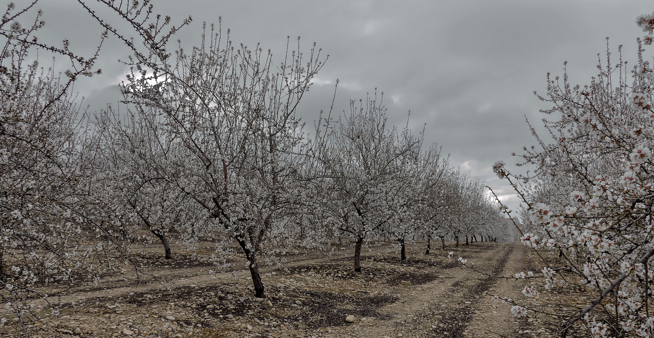 Almendros