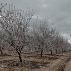 Almendros