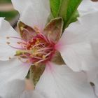 Almendros en flor-1