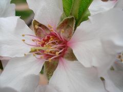 Almendros en flor-1