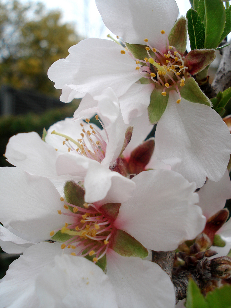 Almendros en flor-2