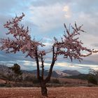 Almendros en flor 2