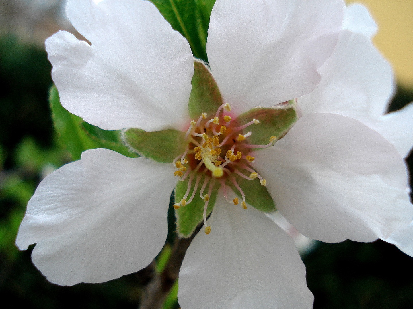 Almendros en flor-3