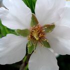 Almendros en flor-3