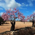 Almendros en flor