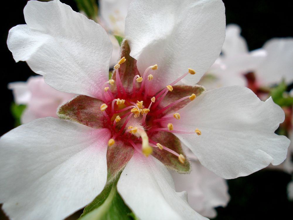 Almendros en flor-4