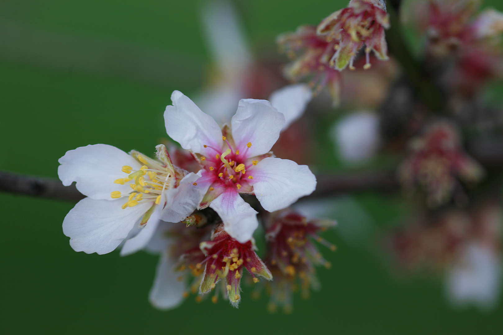 almendros en flor