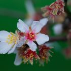 almendros en flor