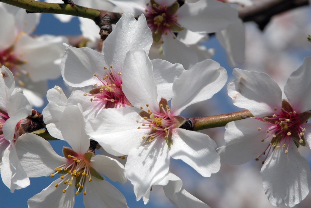 almendros en flor