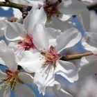 almendros en flor