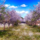 ALMENDROS EN FLOR. 