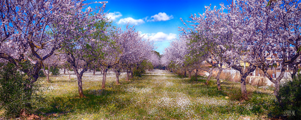 ALMENDROS EN FLOR. 