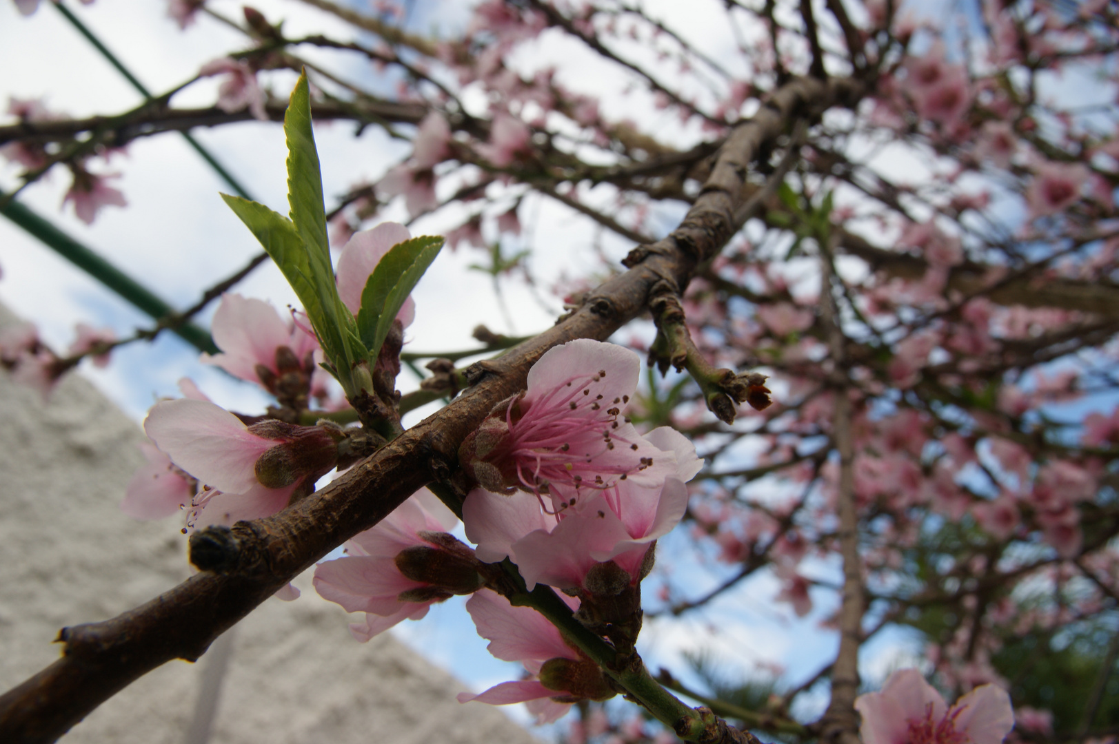 Almendros en flor