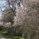 Almendros en flor