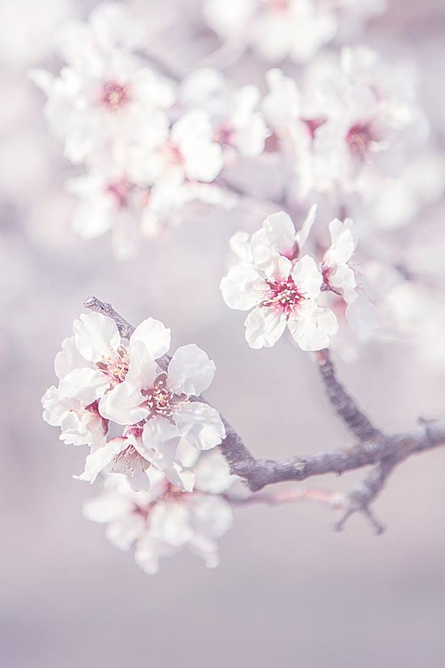 Almendros en Flor