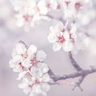 Almendros en Flor