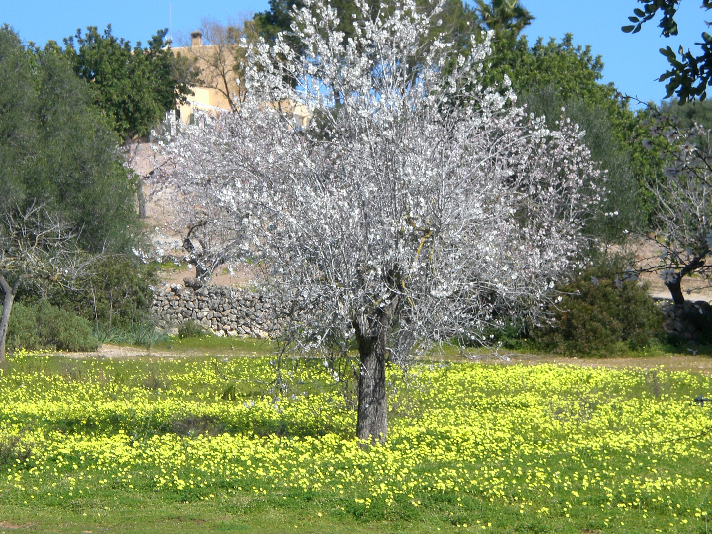 Almendros en flor (baleares)