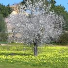 Almendros en flor (baleares)