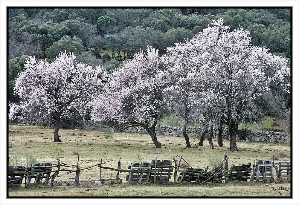 Almendros en flor en un paraje bucolico.