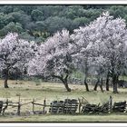 Almendros en flor en un paraje bucolico.