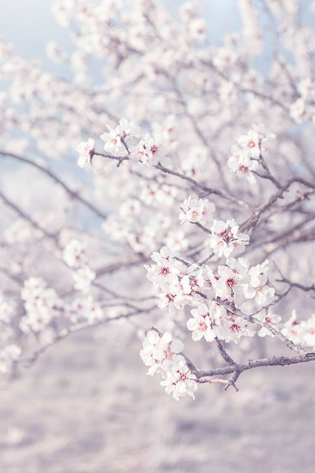 Almendros en Flor II