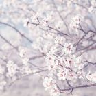 Almendros en Flor II