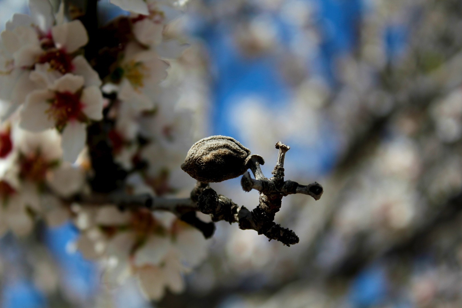 Almendros La Muela( Zaragoza)